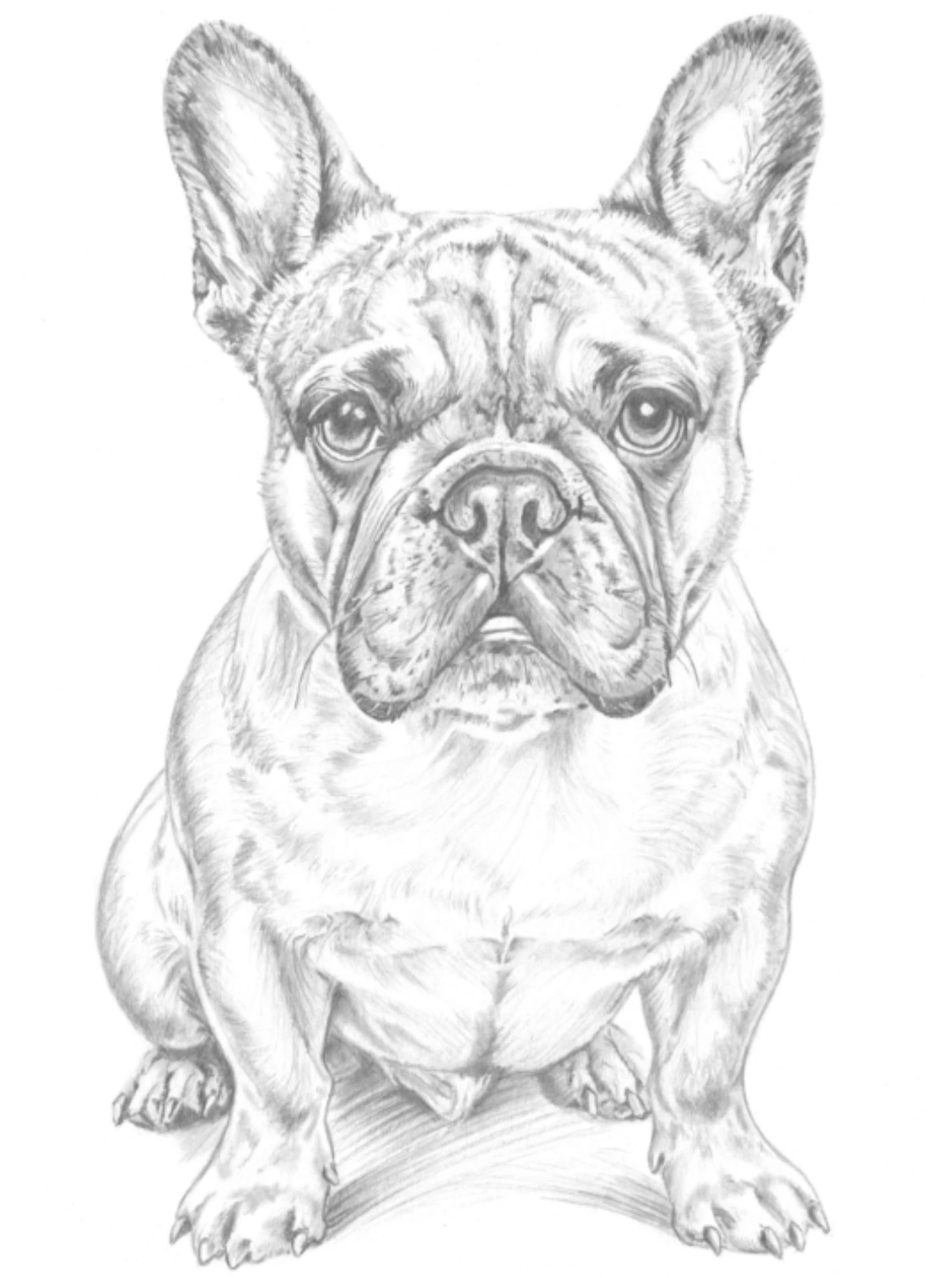 Handgetekend hondenportret in potlood: Franse bulldog, zittend